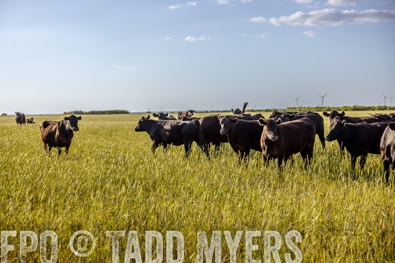 TMyers_PP_CircleBarRanch_TruscottTX_April2024-519372