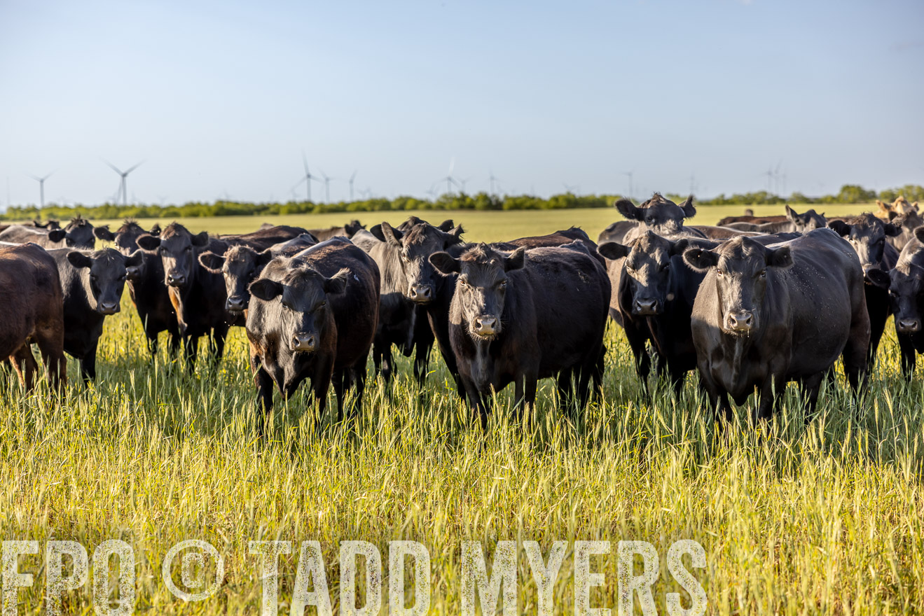 TMyers_PP_CircleBarRanch_TruscottTX_April2024-519391
