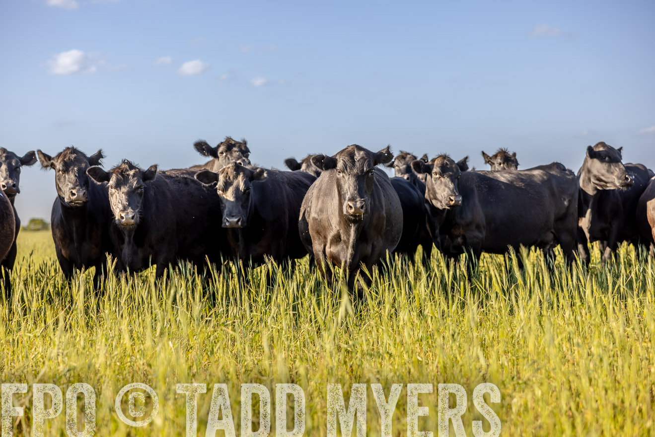 TMyers_PP_CircleBarRanch_TruscottTX_April2024-519394