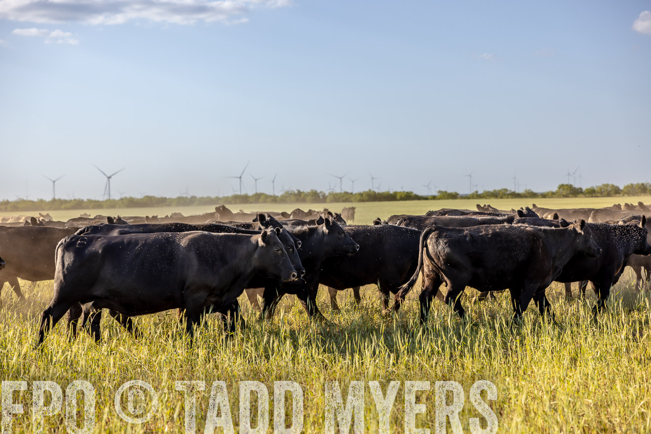 TMyers_PP_CircleBarRanch_TruscottTX_April2024-519429