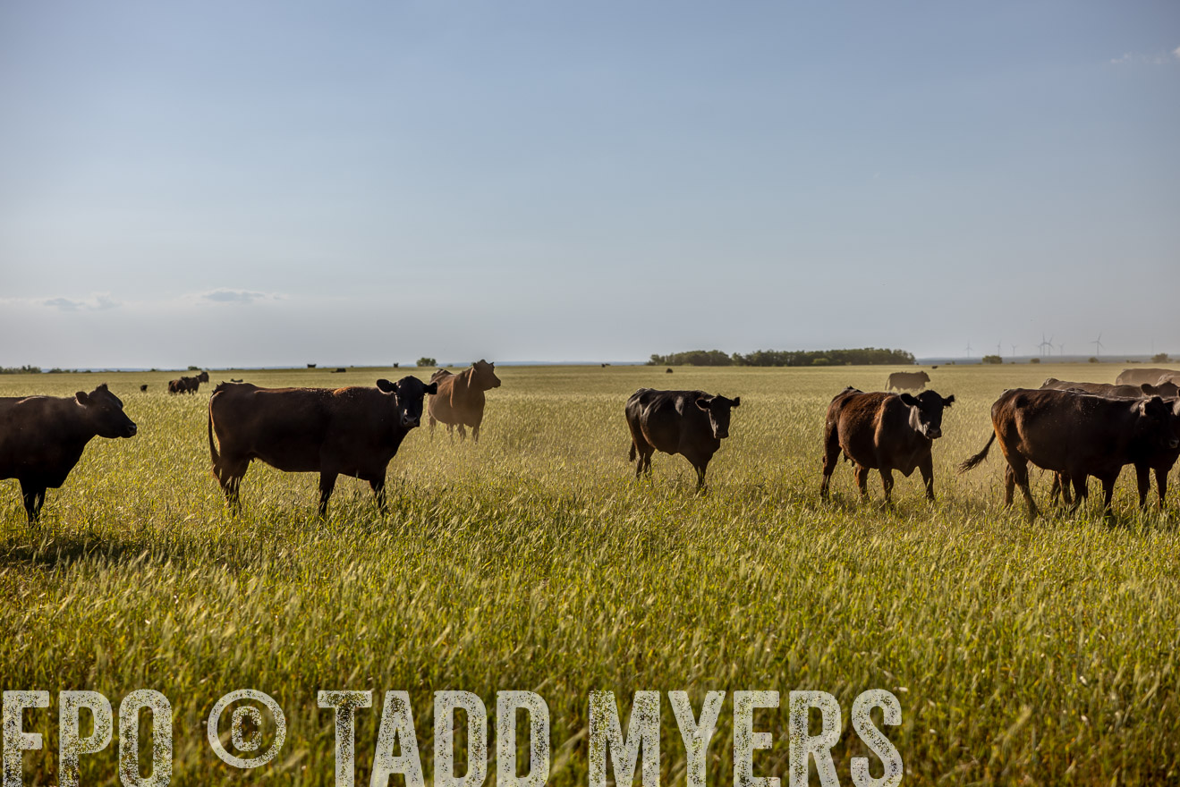 TMyers_PP_CircleBarRanch_TruscottTX_April2024-519447