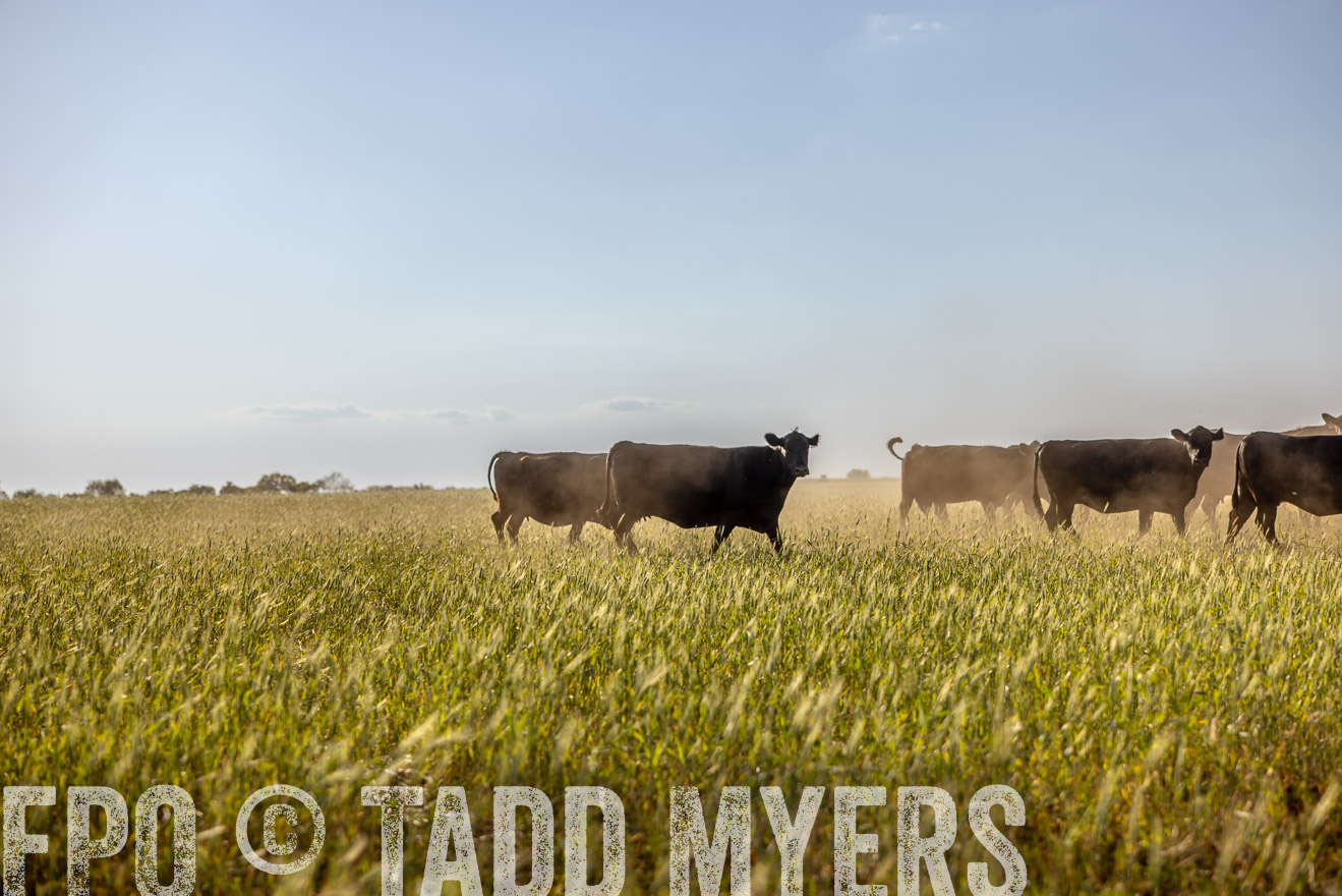 TMyers_PP_CircleBarRanch_TruscottTX_April2024-519483