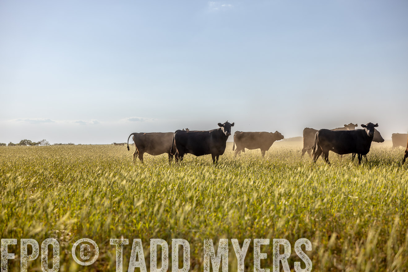 TMyers_PP_CircleBarRanch_TruscottTX_April2024-519485