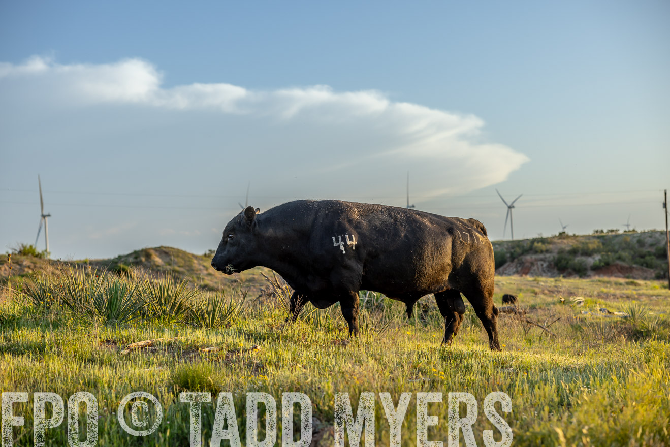TMyers_PP_CircleBarRanch_TruscottTX_April2024-519561