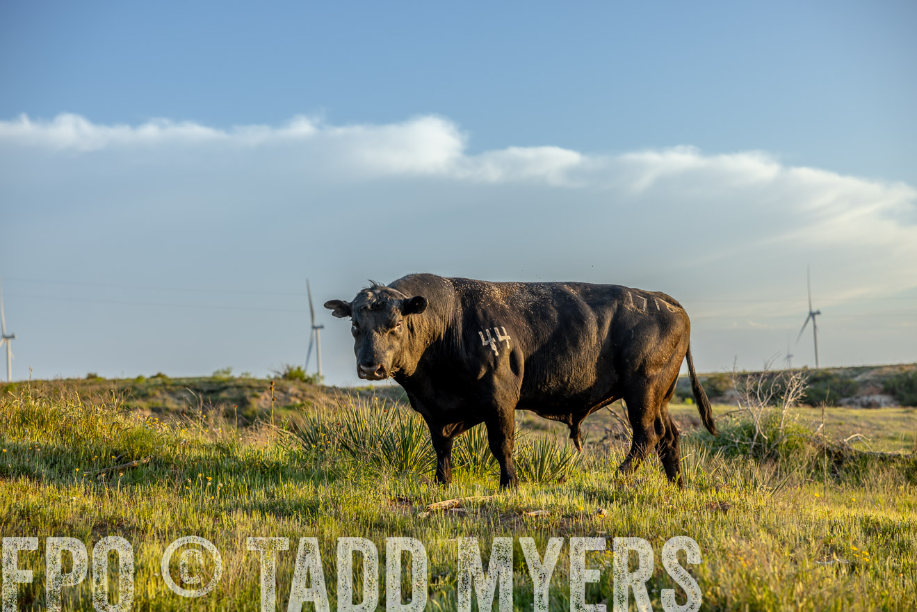 TMyers_PP_CircleBarRanch_TruscottTX_April2024-519565