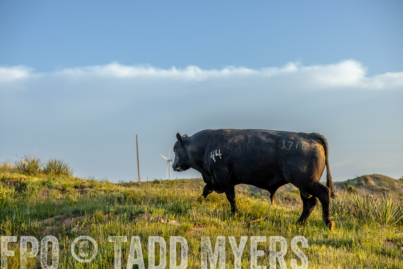 TMyers_PP_CircleBarRanch_TruscottTX_April2024-519567
