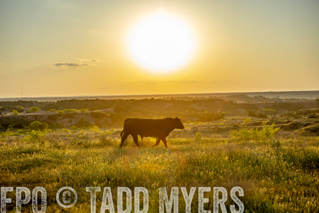 TMyers_PP_CircleBarRanch_TruscottTX_April2024-519571