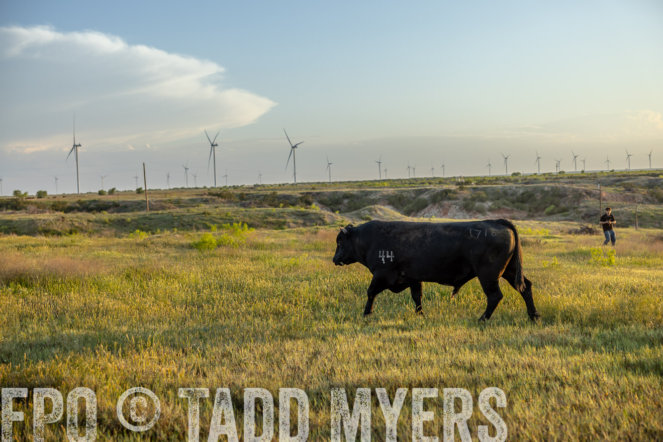 TMyers_PP_CircleBarRanch_TruscottTX_April2024-519581