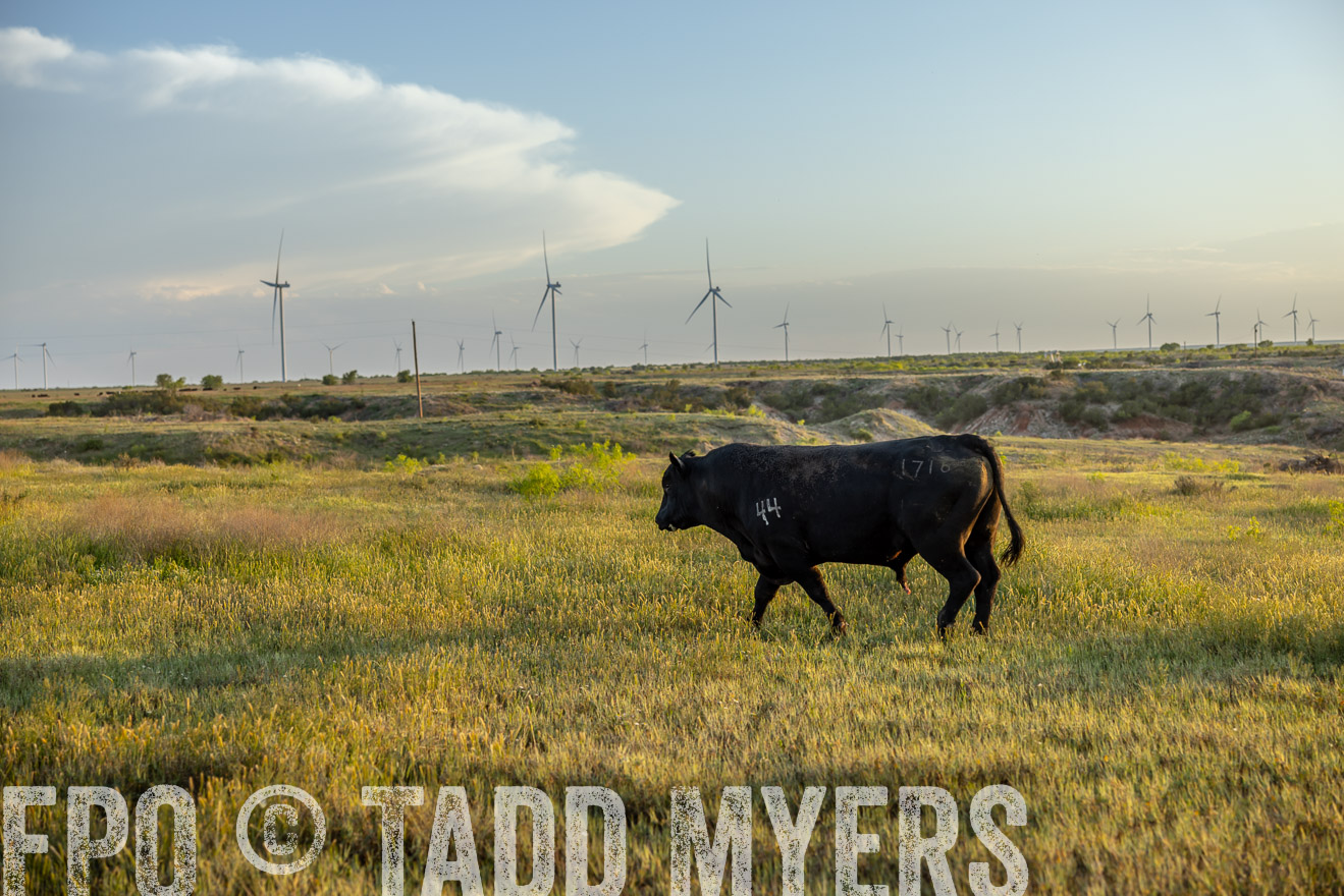 TMyers_PP_CircleBarRanch_TruscottTX_April2024-519584