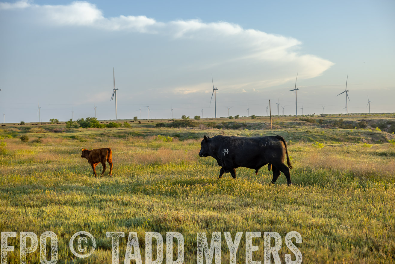 TMyers_PP_CircleBarRanch_TruscottTX_April2024-519588