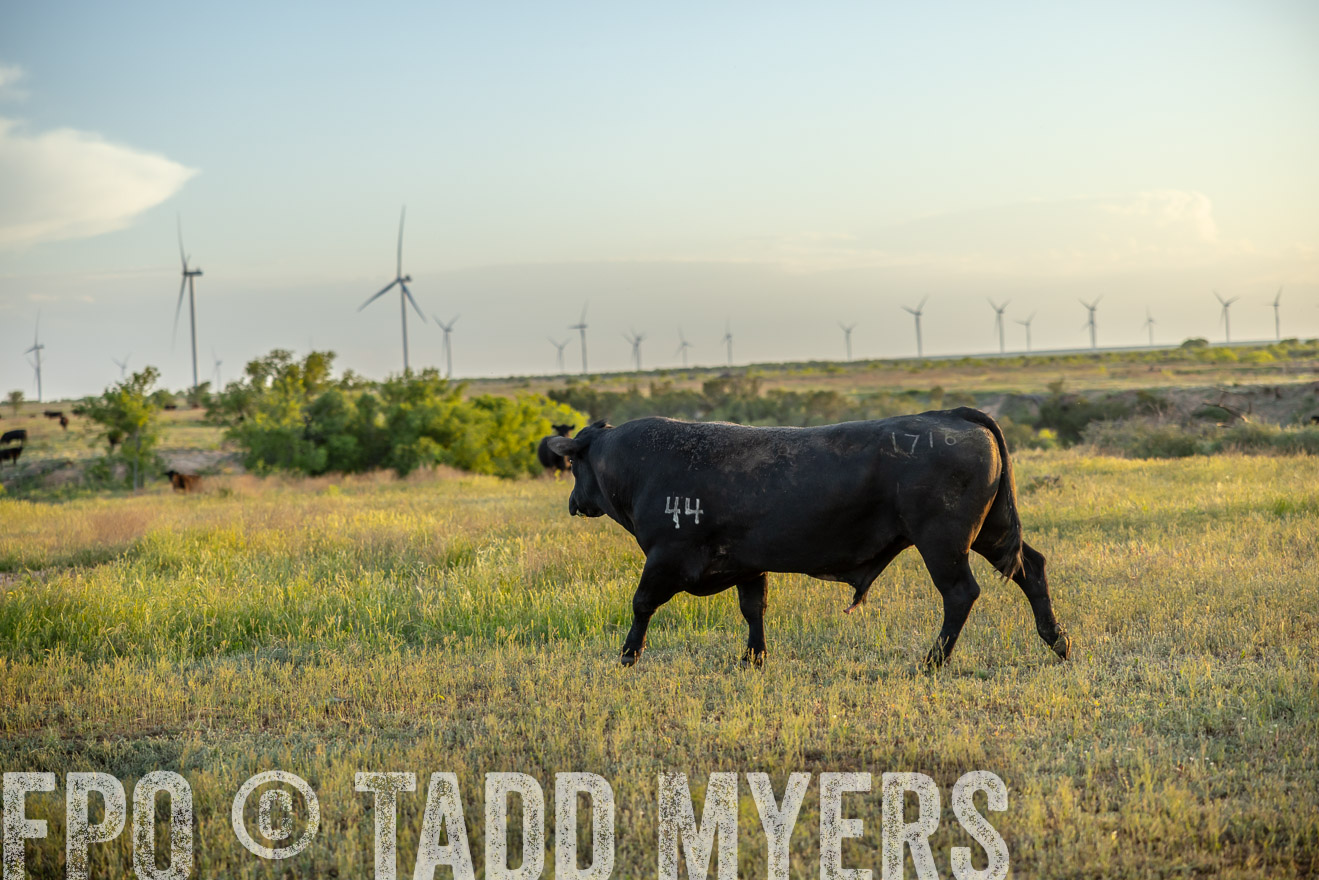TMyers_PP_CircleBarRanch_TruscottTX_April2024-519598