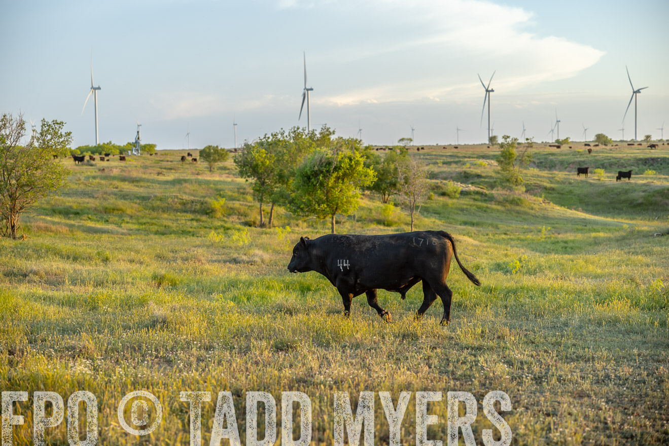 TMyers_PP_CircleBarRanch_TruscottTX_April2024-519613