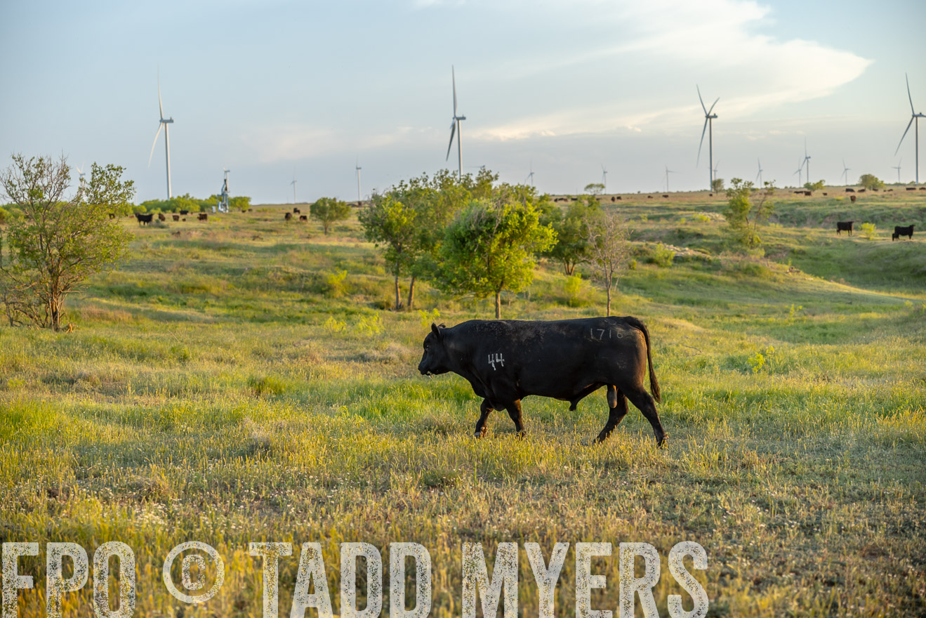 TMyers_PP_CircleBarRanch_TruscottTX_April2024-519614