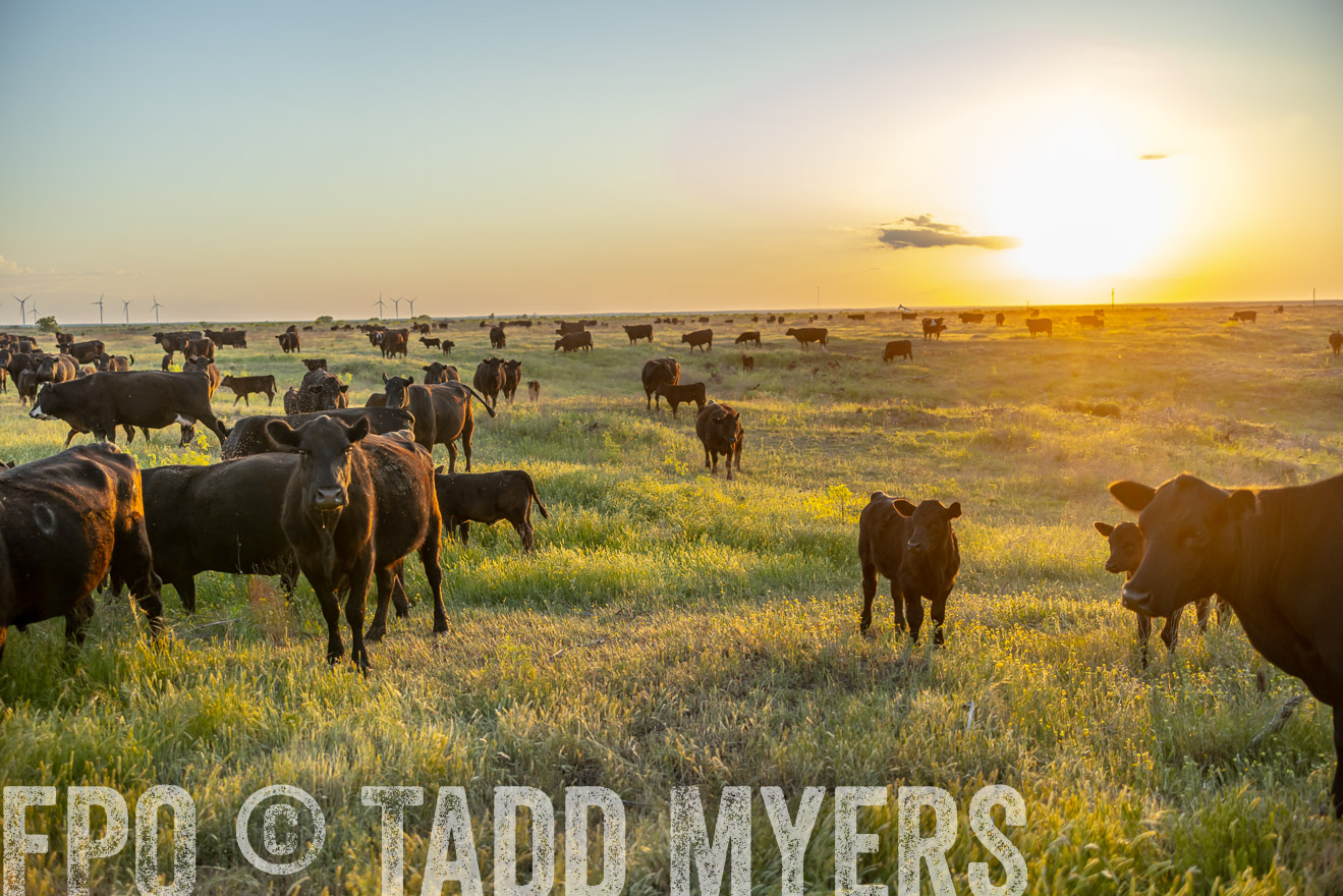 TMyers_PP_CircleBarRanch_TruscottTX_April2024-519645