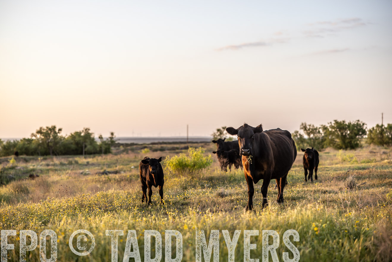 TMyers_PP_CircleBarRanch_TruscottTX_April2024-519661