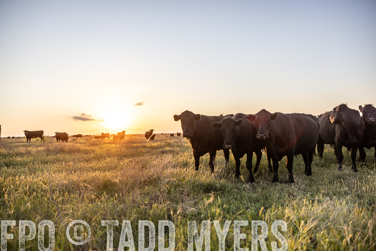 TMyers_PP_CircleBarRanch_TruscottTX_April2024-519673
