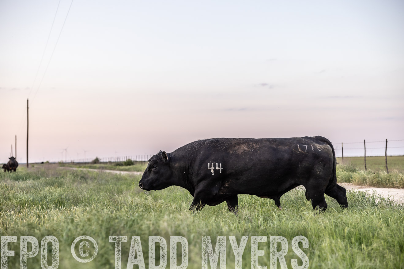 TMyers_PP_CircleBarRanch_TruscottTX_April2024-519706