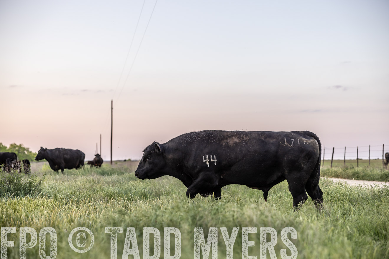 TMyers_PP_CircleBarRanch_TruscottTX_April2024-519711