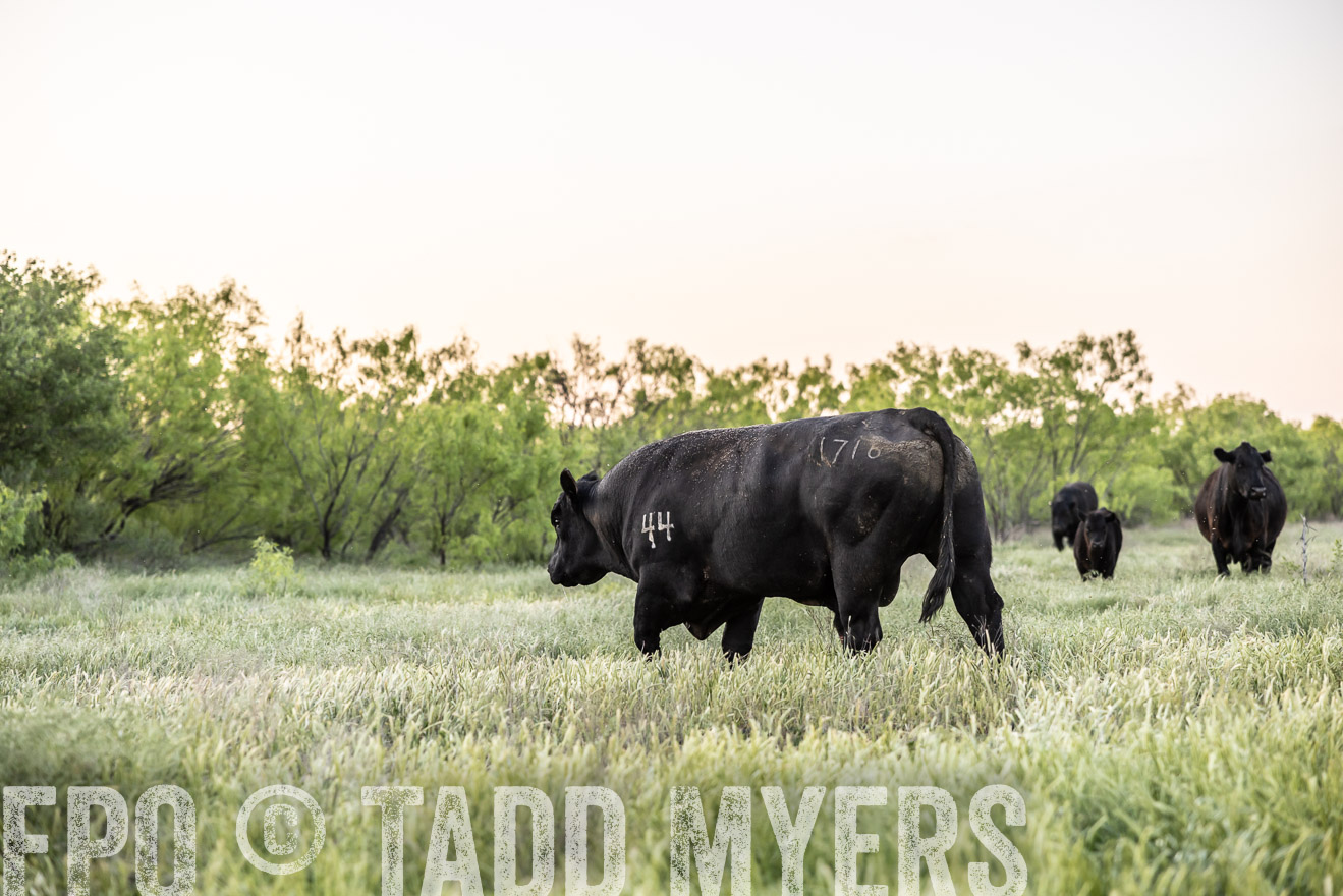 TMyers_PP_CircleBarRanch_TruscottTX_April2024-519729