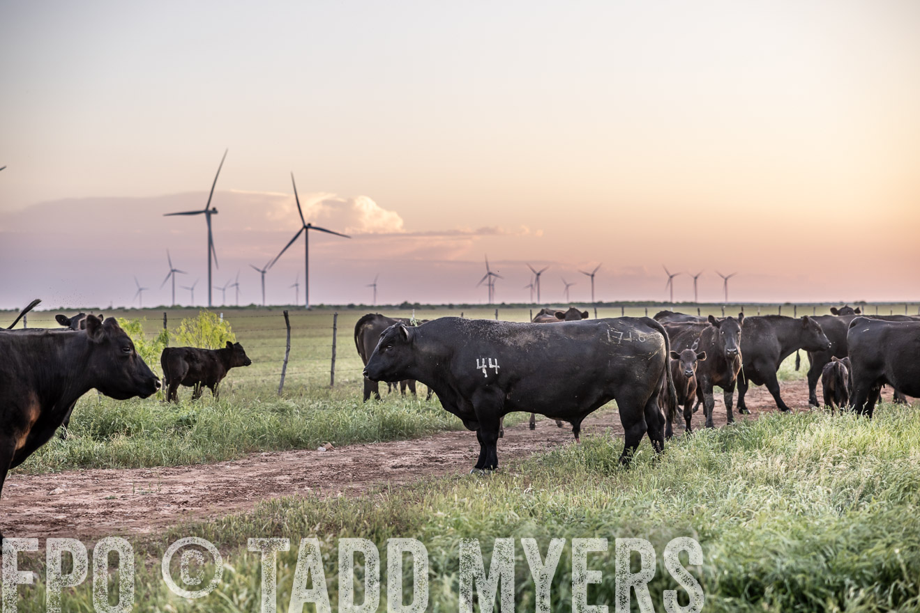 TMyers_PP_CircleBarRanch_TruscottTX_April2024-519787