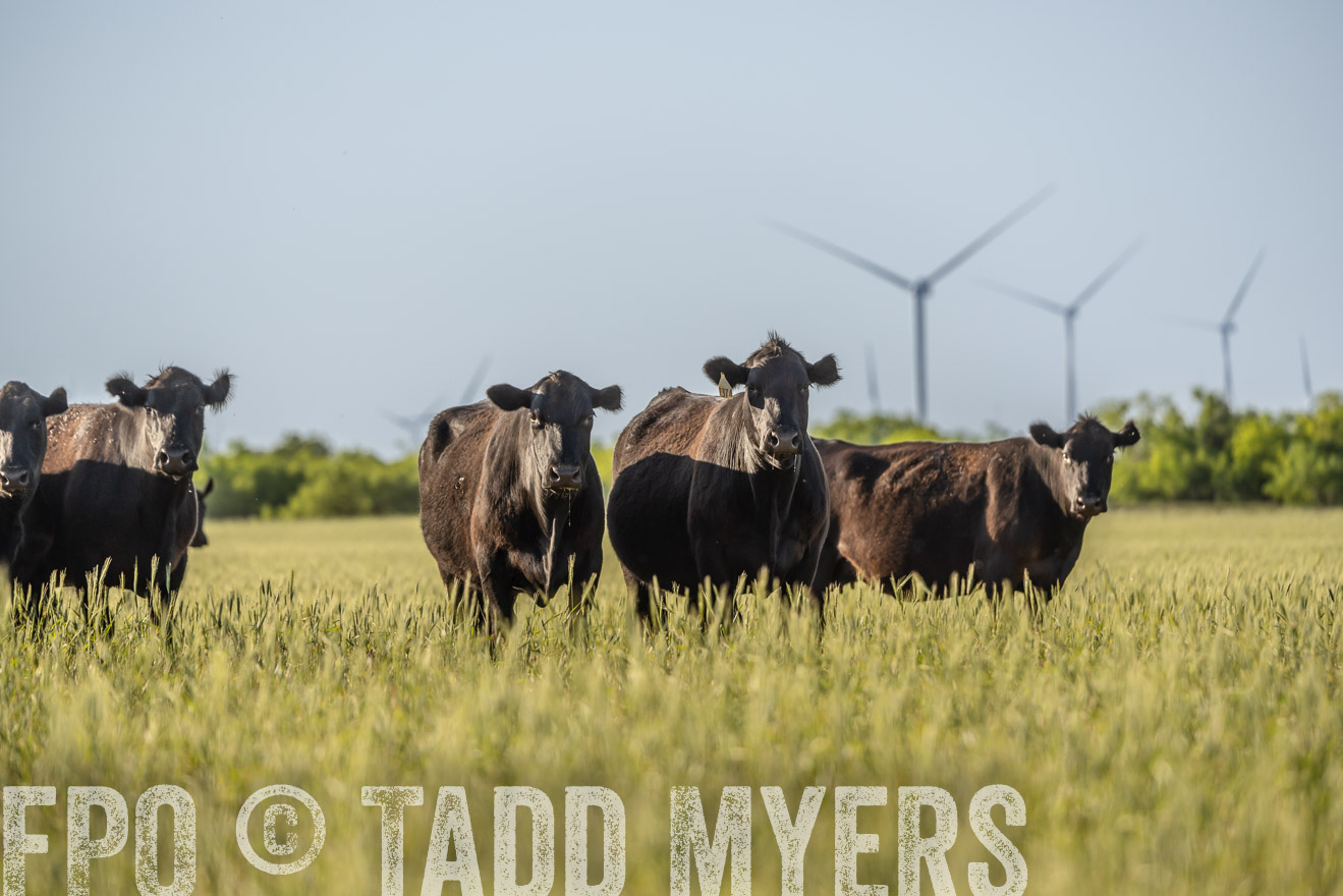 TMyers_PP_CircleBarRanch_TruscottTX_April2024-523047