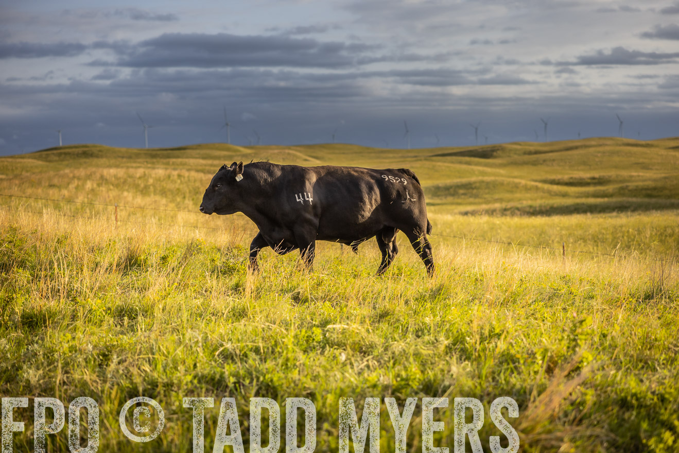 TMyers_PP_FinneyRanch_Nebraska_June2024-510007