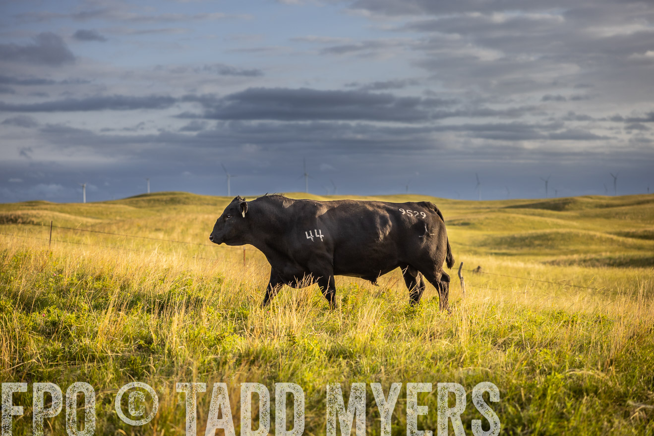TMyers_PP_FinneyRanch_Nebraska_June2024-510008