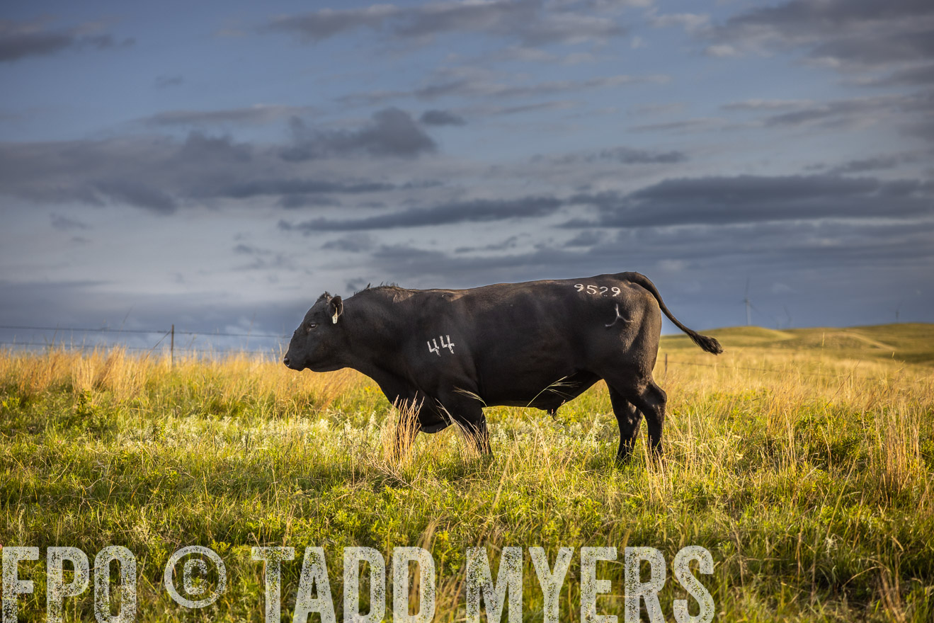 TMyers_PP_FinneyRanch_Nebraska_June2024-510017