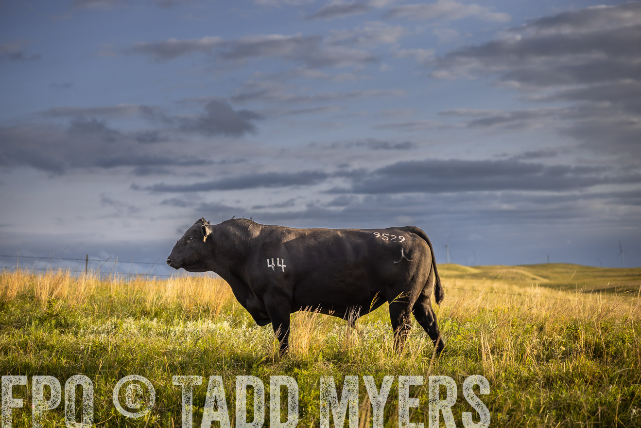 TMyers_PP_FinneyRanch_Nebraska_June2024-510018