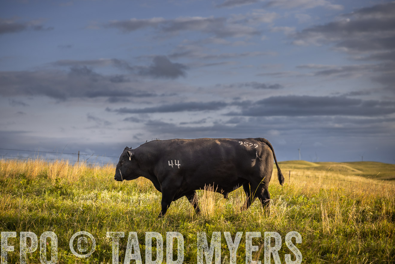 TMyers_PP_FinneyRanch_Nebraska_June2024-510024