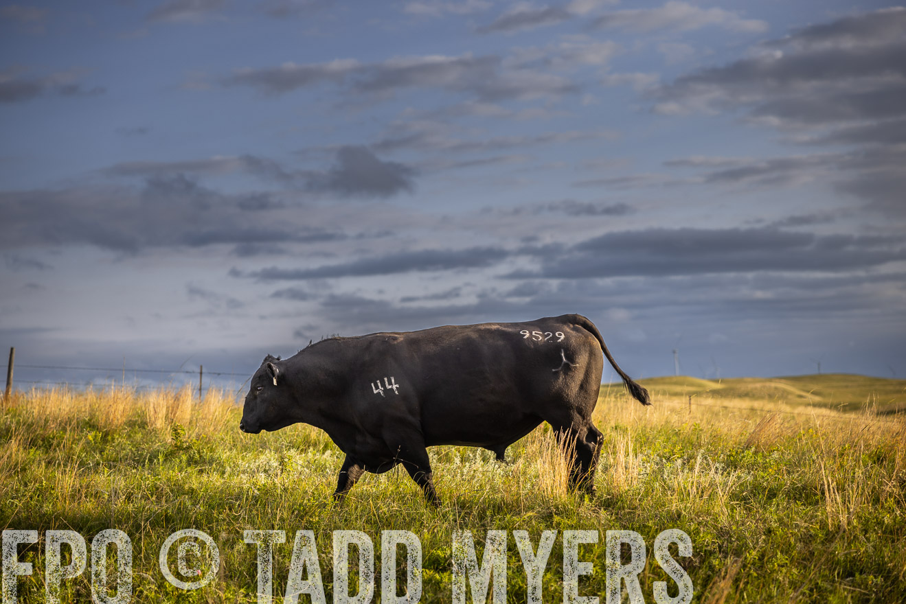 TMyers_PP_FinneyRanch_Nebraska_June2024-510026