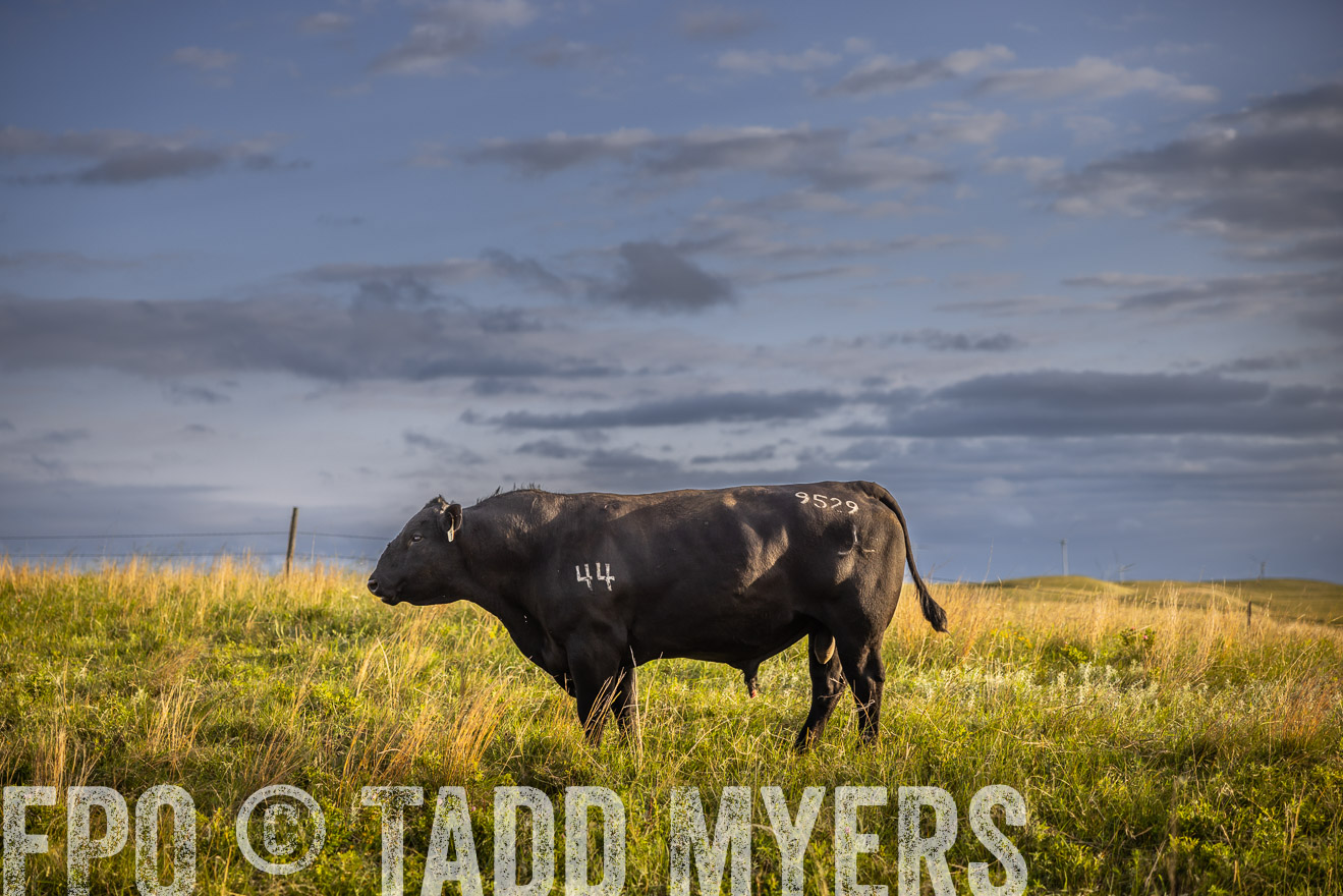 TMyers_PP_FinneyRanch_Nebraska_June2024-510035