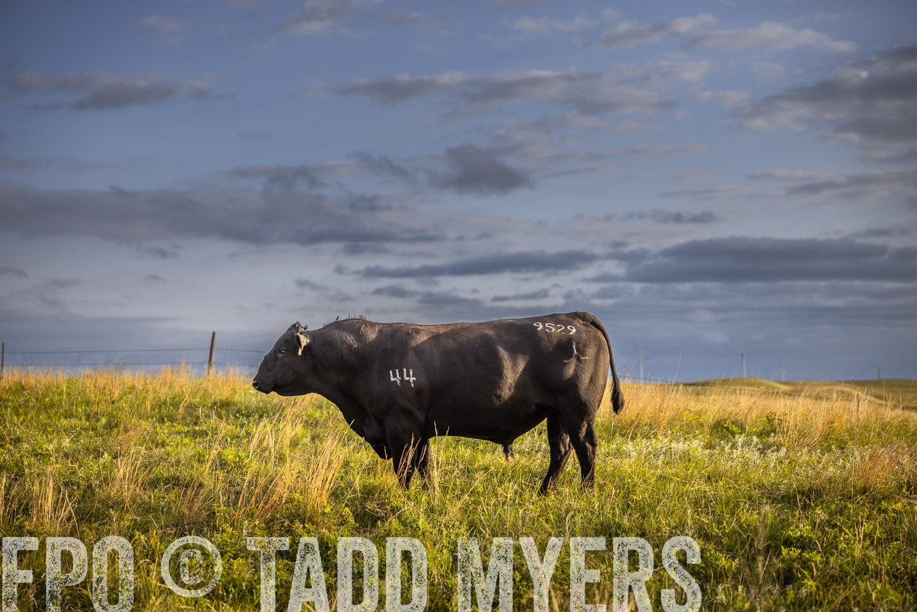 TMyers_PP_FinneyRanch_Nebraska_June2024-510039