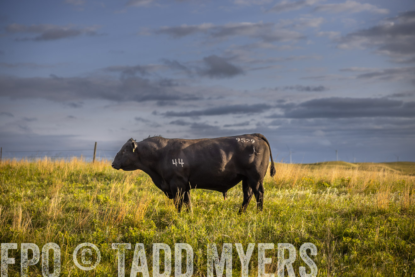 TMyers_PP_FinneyRanch_Nebraska_June2024-510042