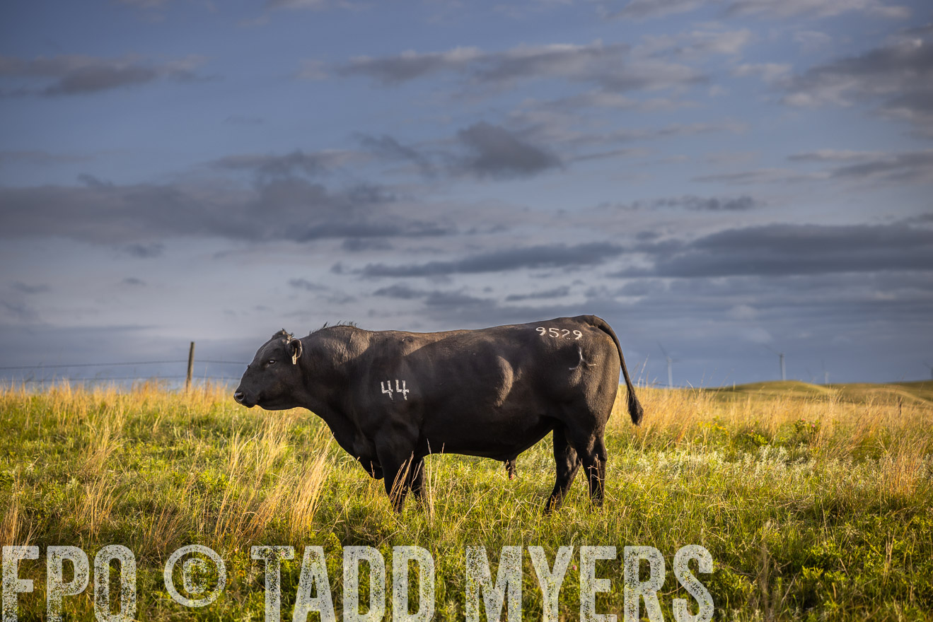 TMyers_PP_FinneyRanch_Nebraska_June2024-510044