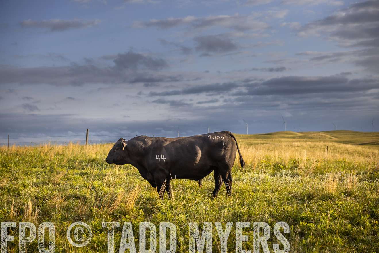 TMyers_PP_FinneyRanch_Nebraska_June2024-510052