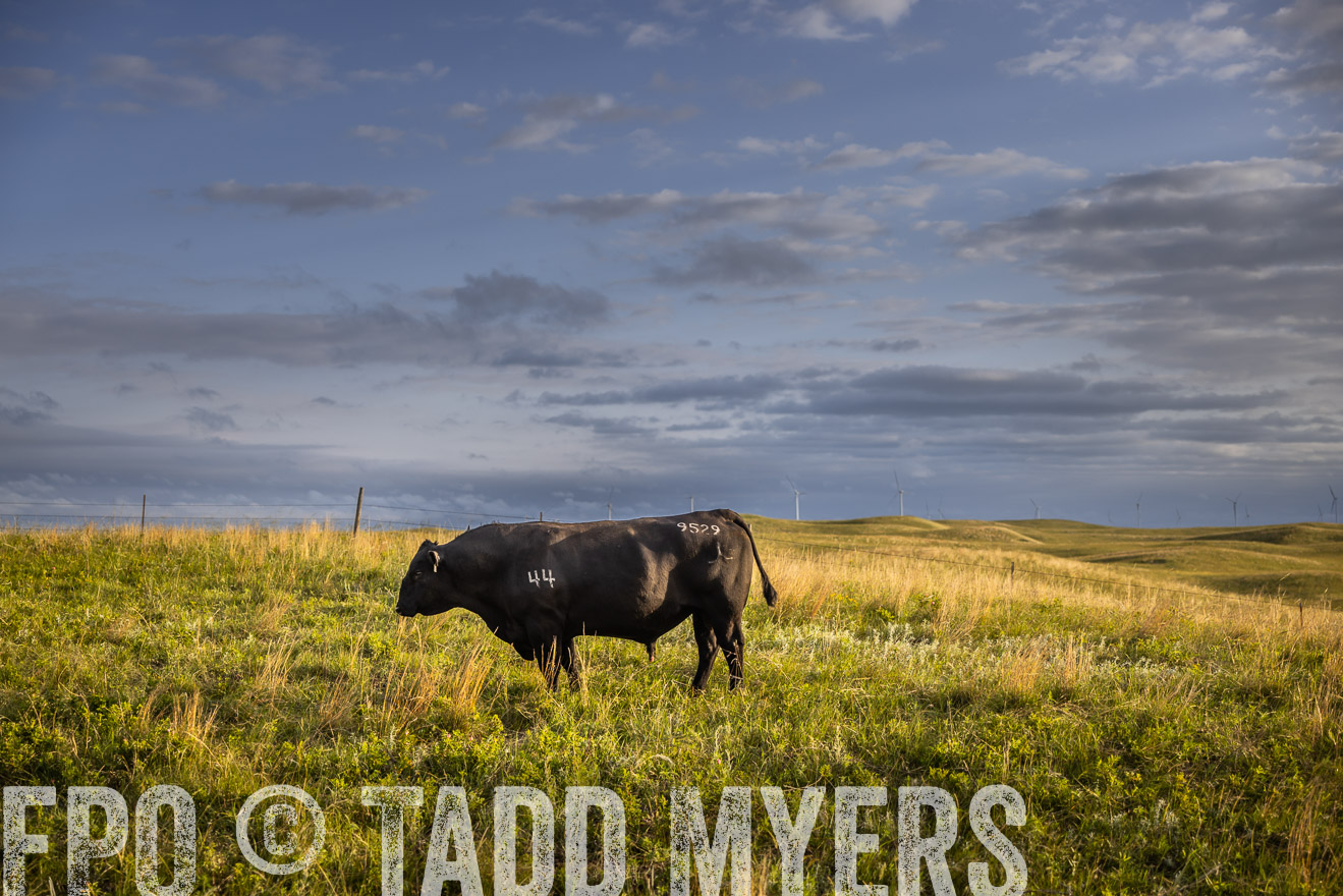 TMyers_PP_FinneyRanch_Nebraska_June2024-510058