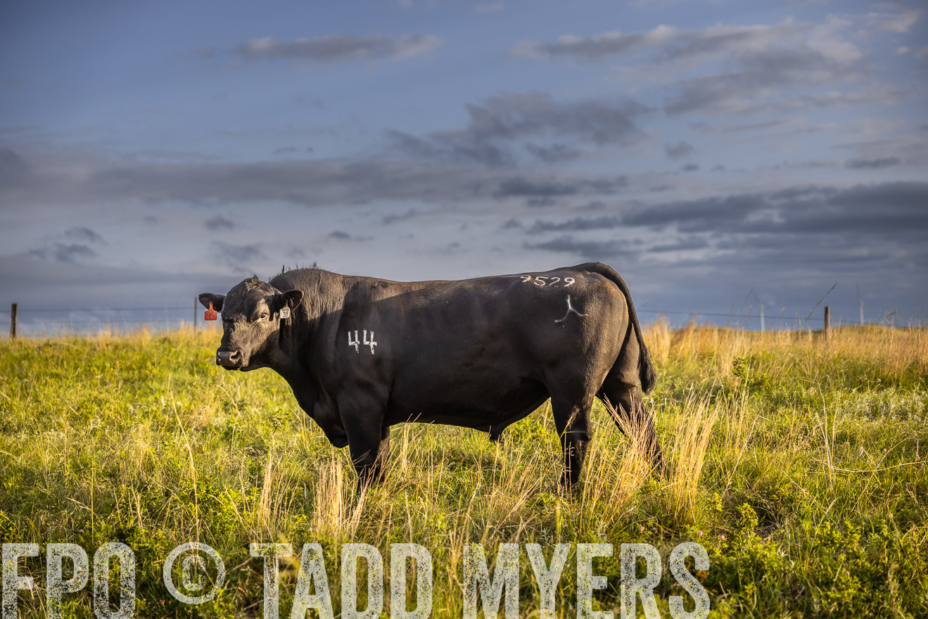 TMyers_PP_FinneyRanch_Nebraska_June2024-510068