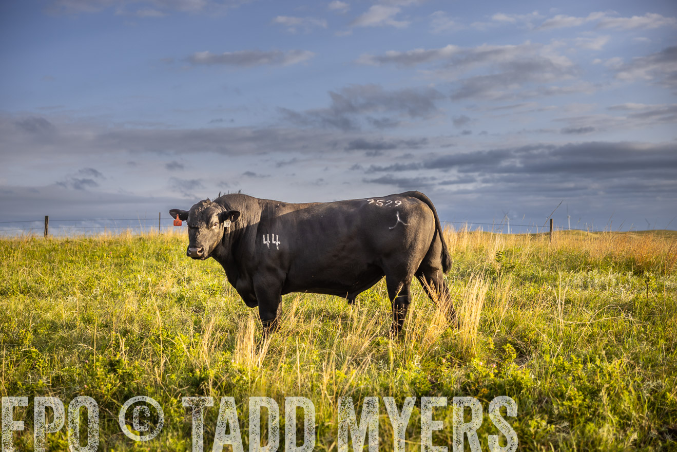 TMyers_PP_FinneyRanch_Nebraska_June2024-510072