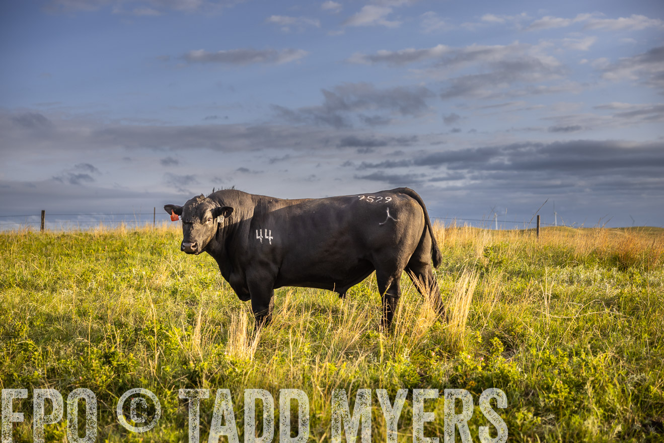 TMyers_PP_FinneyRanch_Nebraska_June2024-510074