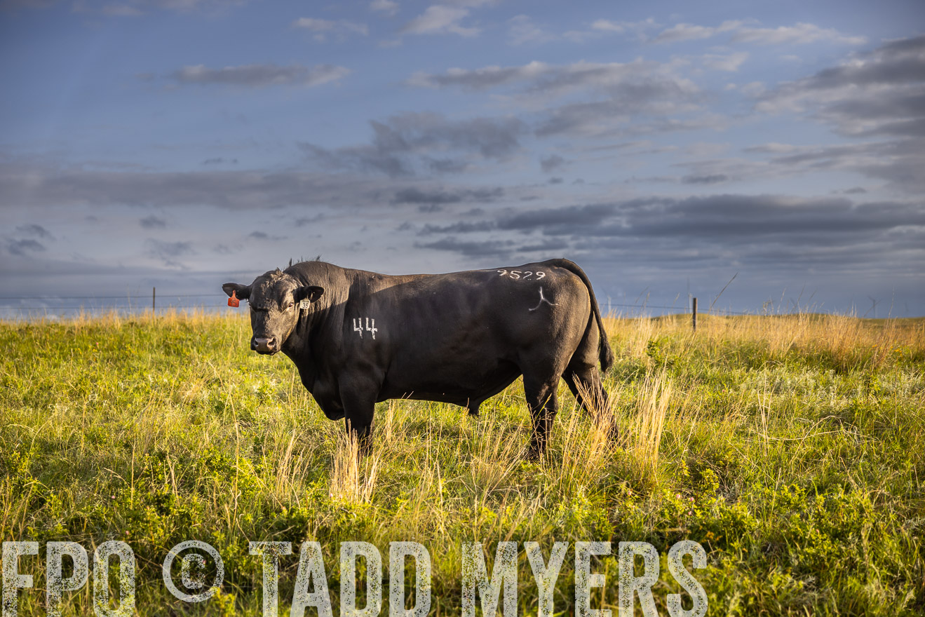 TMyers_PP_FinneyRanch_Nebraska_June2024-510076