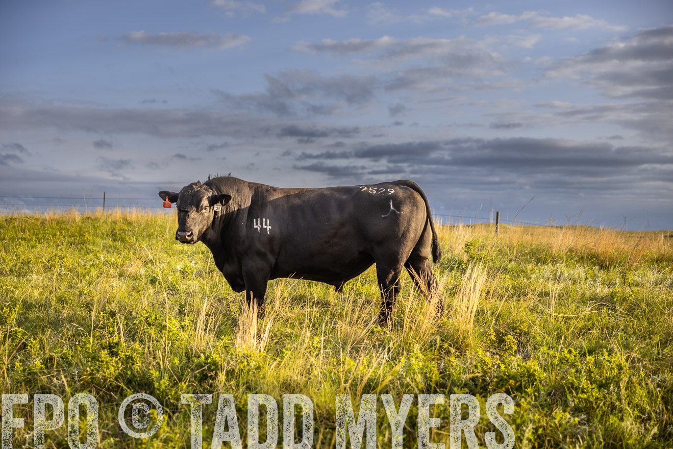 TMyers_PP_FinneyRanch_Nebraska_June2024-510079