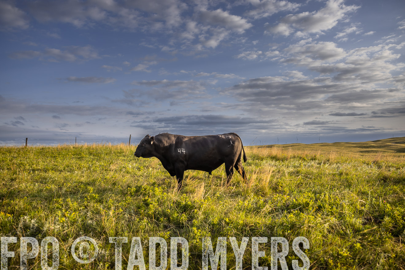 TMyers_PP_FinneyRanch_Nebraska_June2024-510087