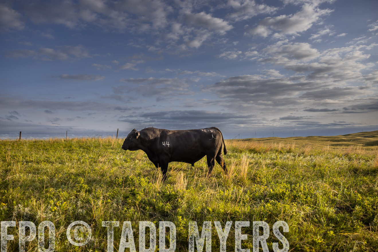 TMyers_PP_FinneyRanch_Nebraska_June2024-510089