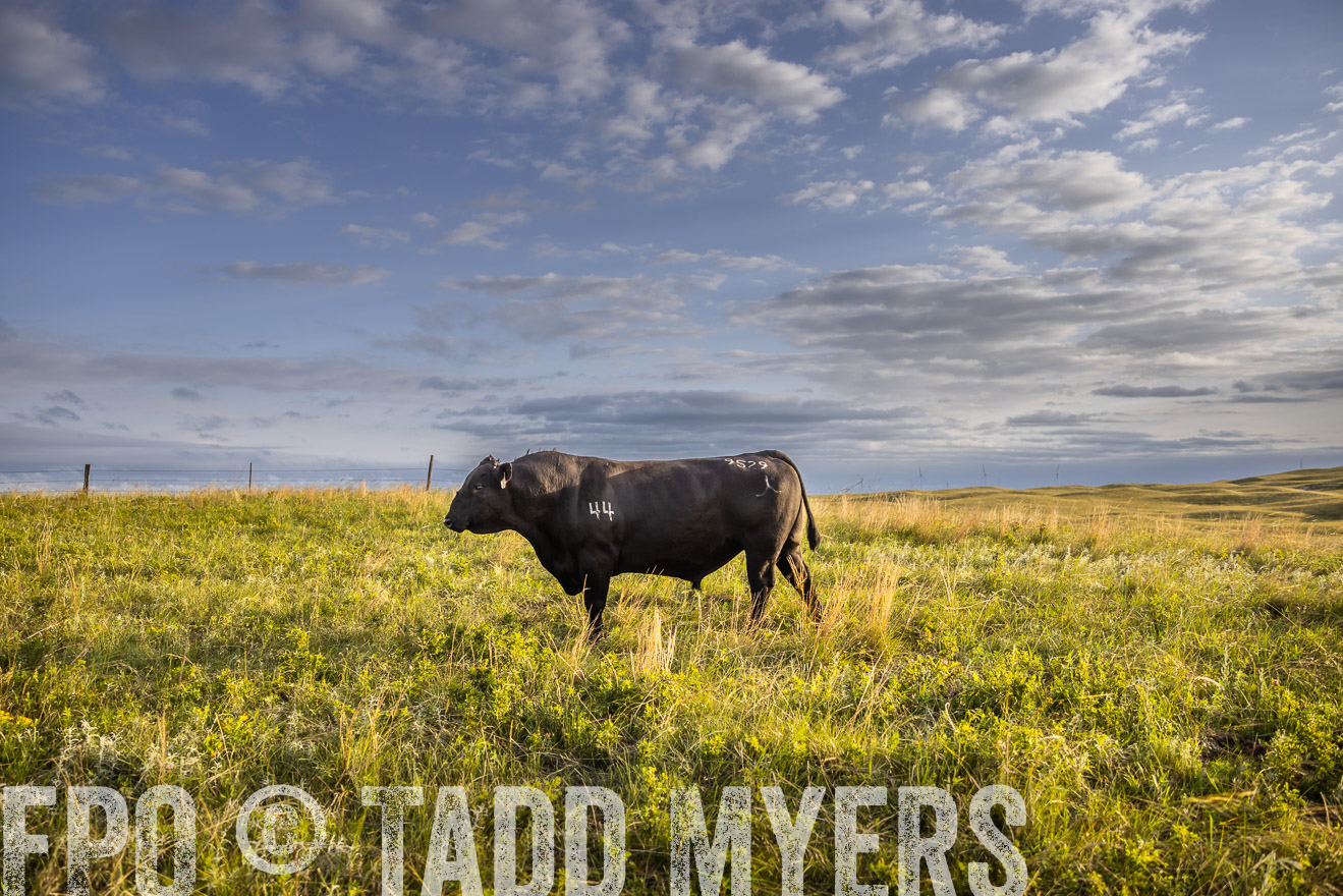 TMyers_PP_FinneyRanch_Nebraska_June2024-510091