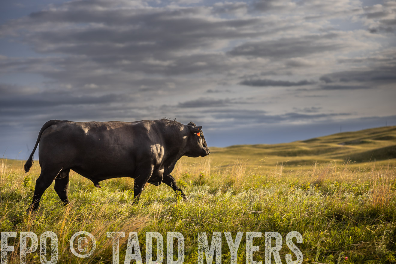 TMyers_PP_FinneyRanch_Nebraska_June2024-510102