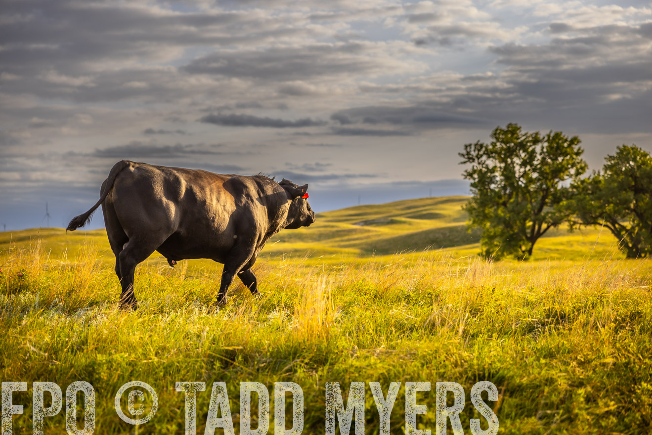 TMyers_PP_FinneyRanch_Nebraska_June2024-510108