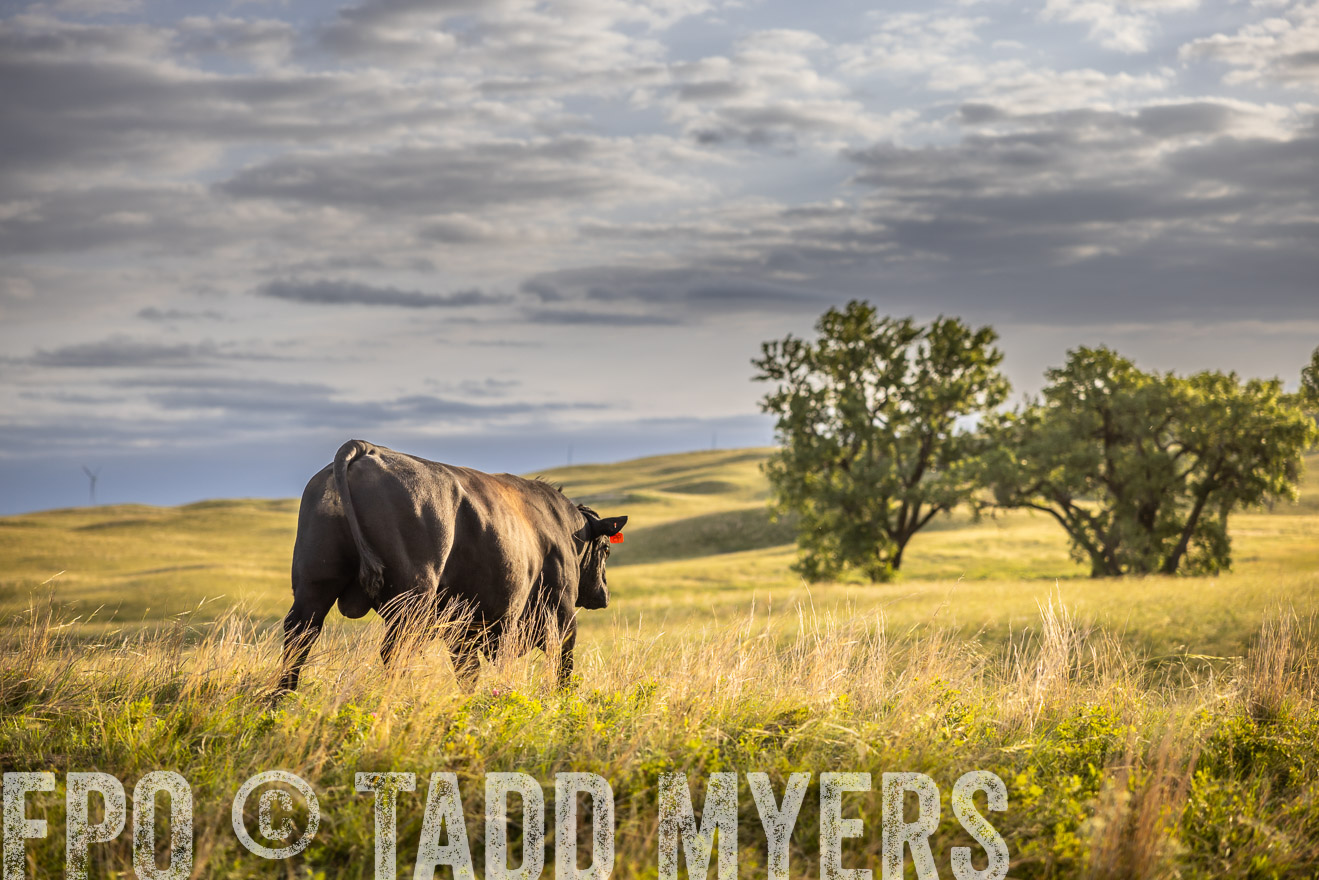 TMyers_PP_FinneyRanch_Nebraska_June2024-510109