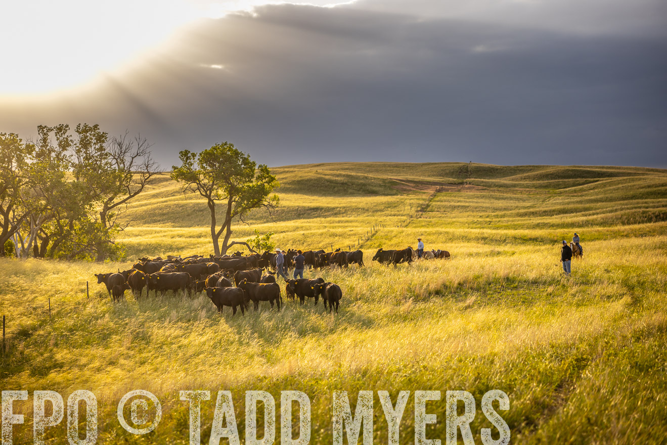 TMyers_PP_FinneyRanch_Nebraska_June2024-510111