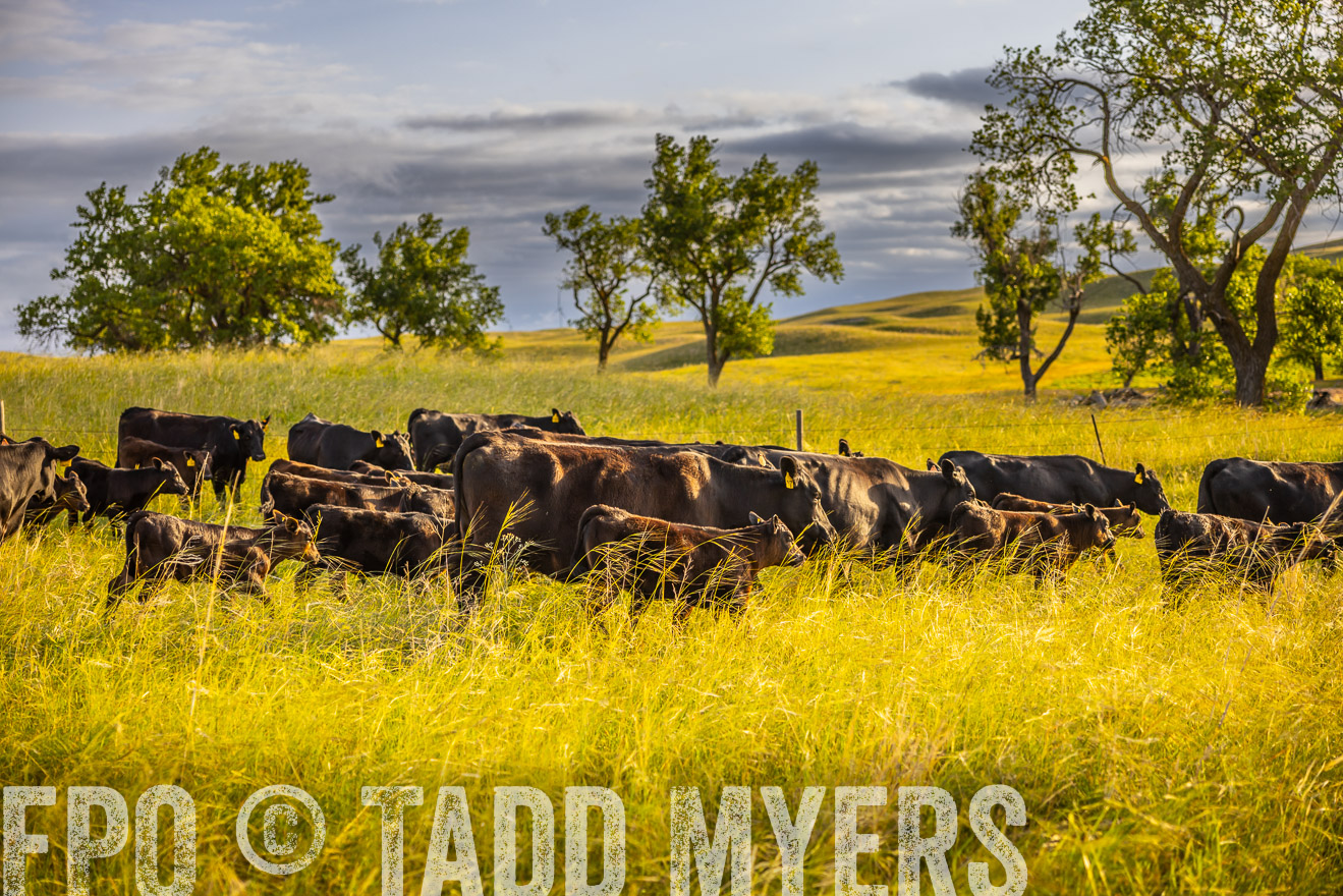 TMyers_PP_FinneyRanch_Nebraska_June2024-510300